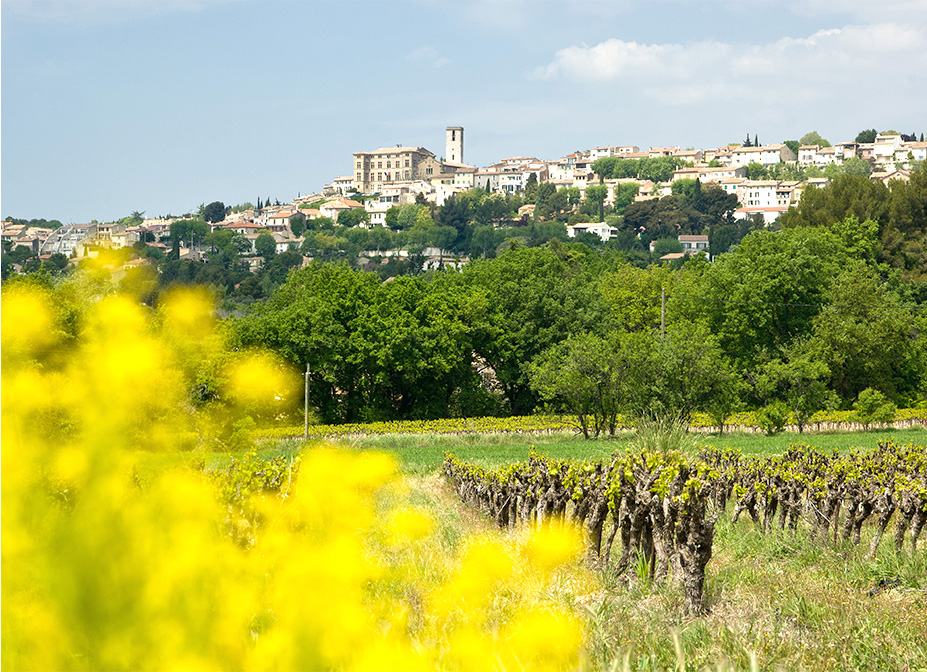 vignes