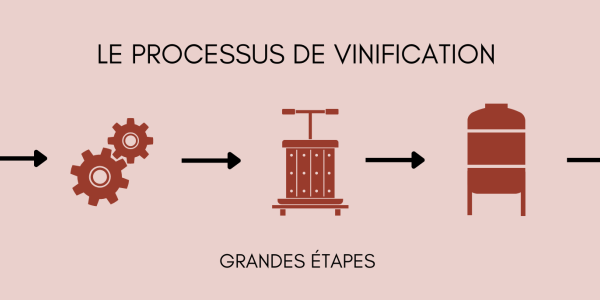 Les grandes étapes des vinifications (blanc rosé et rouge)  